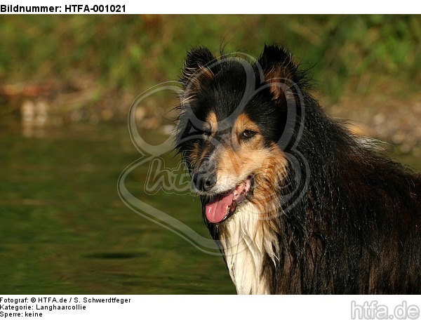 Langhaarcollie Portrait / longhaired collie portrait / HTFA-001021