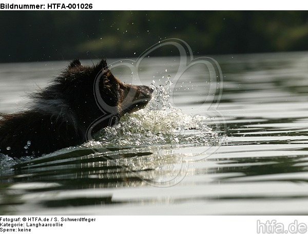 schwimmender Langhaarcollie / swimming longhaired collie / HTFA-001026