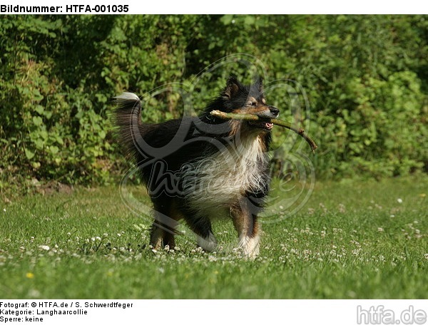 spielender Langhaarcollie / playing longhaired collie / HTFA-001035