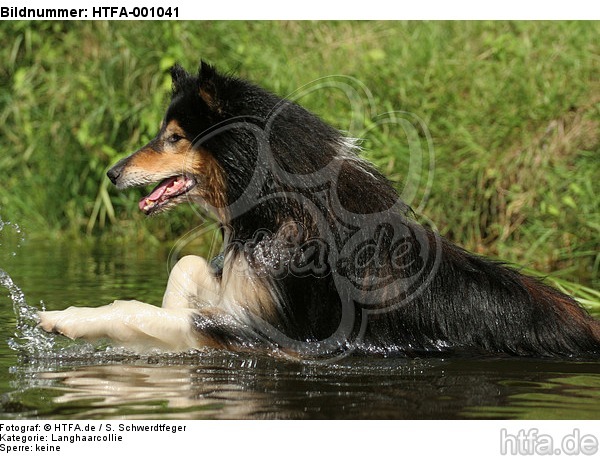 badender Langhaarcollie / bathing longhaired collie / HTFA-001041