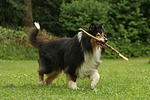 spielender Langhaarcollie / playing longhaired collie