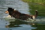 badender Langhaarcollie / bathing longhaired collie