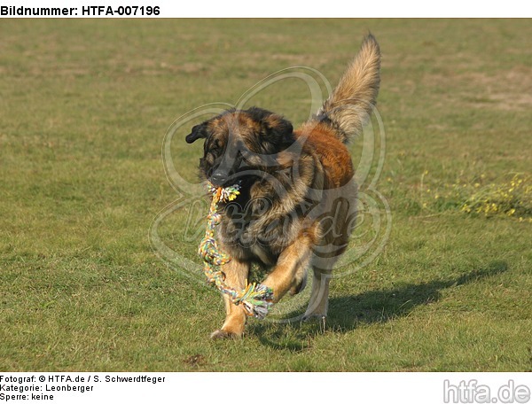 Leonberger / HTFA-007196