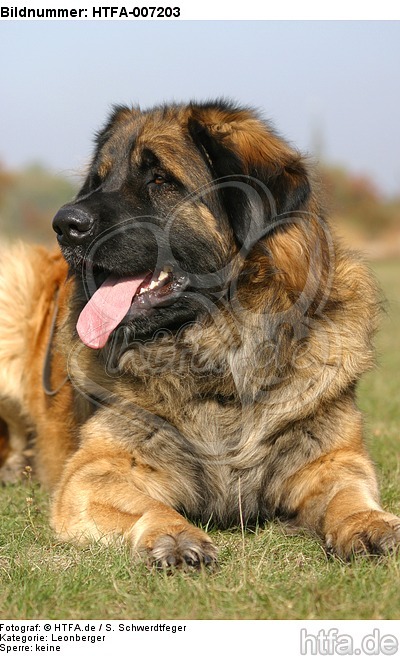 Leonberger / HTFA-007203