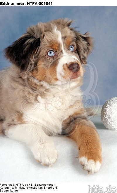 Miniature Australian Shepherd Welpe / miniature australian shepherd puppy / HTFA-001641