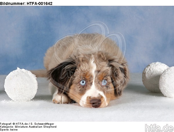 Miniature Australian Shepherd Welpe / miniature australian shepherd puppy / HTFA-001642