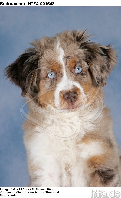 Miniature Australian Shepherd Welpe / miniature australian shepherd puppy / HTFA-001648