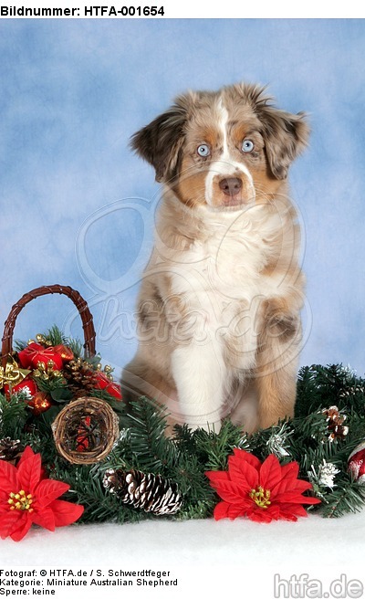 Miniature Australian Shepherd Welpe / miniature australian shepherd puppy / HTFA-001654