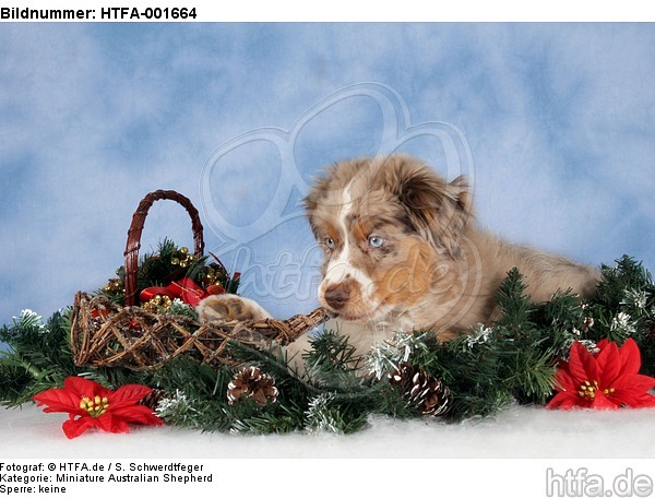 Miniature Australian Shepherd Welpe / miniature australian shepherd puppy / HTFA-001664