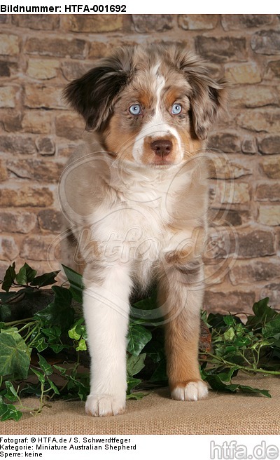 Miniature Australian Shepherd Welpe / miniature australian shepherd puppy / HTFA-001692