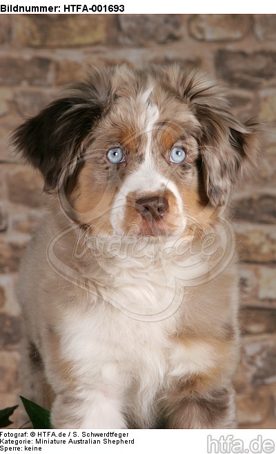 Miniature Australian Shepherd Welpe / miniature australian shepherd puppy / HTFA-001693