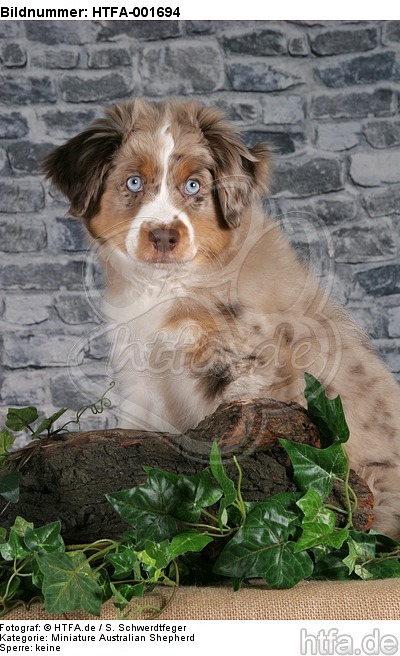 Miniature Australian Shepherd Welpe / miniature australian shepherd puppy / HTFA-001694