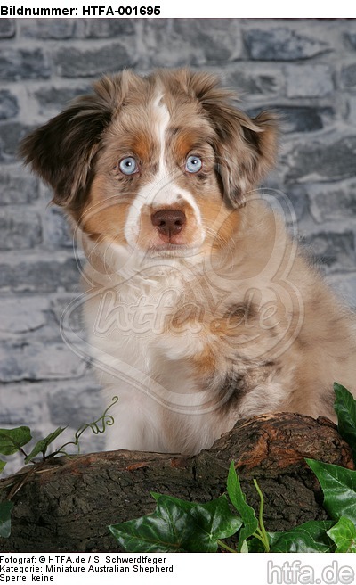 Miniature Australian Shepherd Welpe / miniature australian shepherd puppy / HTFA-001695