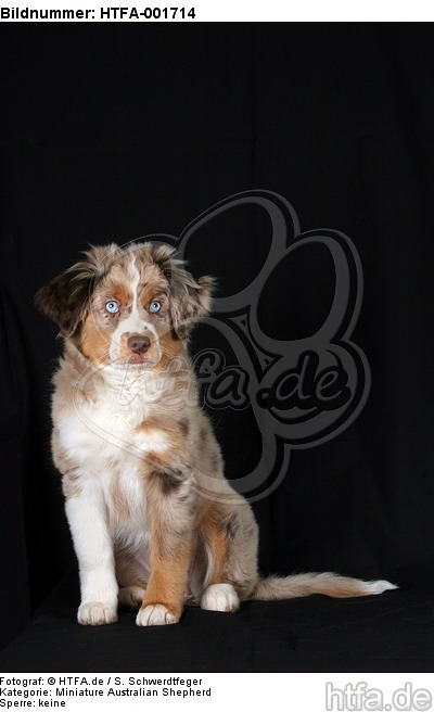 Miniature Australian Shepherd Welpe / miniature australian shepherd puppy / HTFA-001714