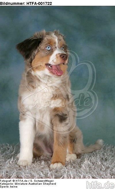 Miniature Australian Shepherd Welpe / miniature australian shepherd puppy / HTFA-001722