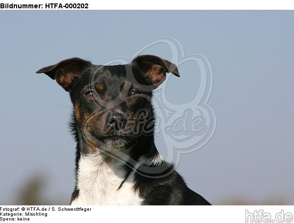 Mischling Portrait / mongrel portrait / HTFA-000202