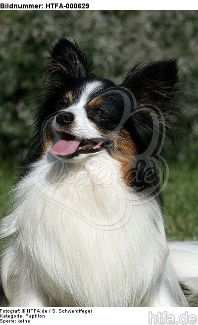 Papillon Portrait / HTFA-000629