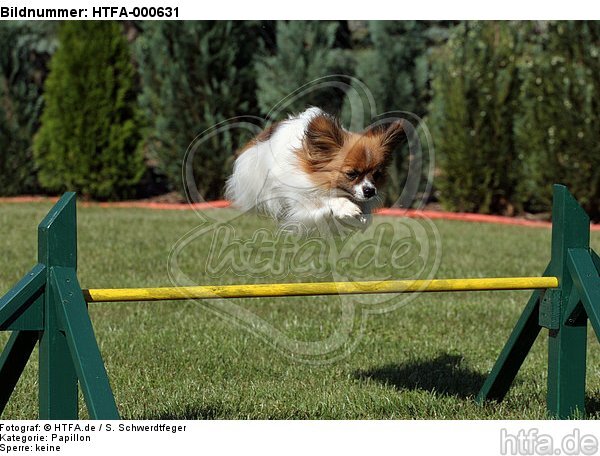 springender Papillon / jumping Papillon / HTFA-000631