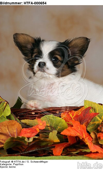 Papillon Welpe / papillon puppy / HTFA-000654