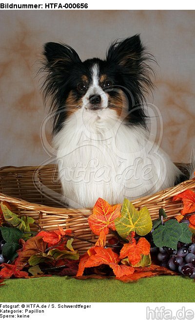 Papillon im Körbchen / papillon in basket / HTFA-000656