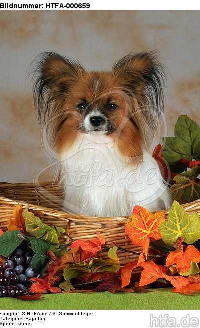 Papillon im Körbchen / papillon in basket / HTFA-000659