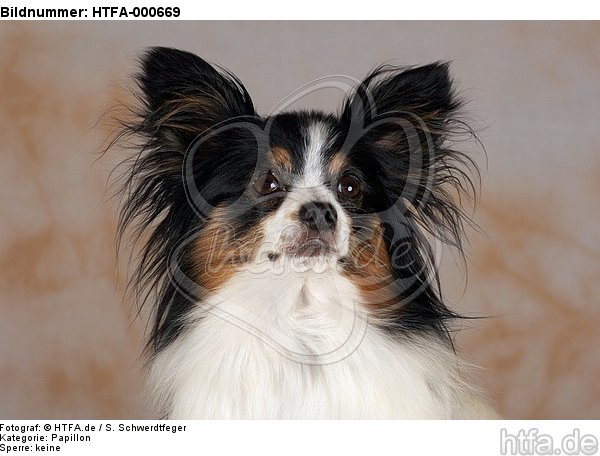 Papillon Portrait / HTFA-000669