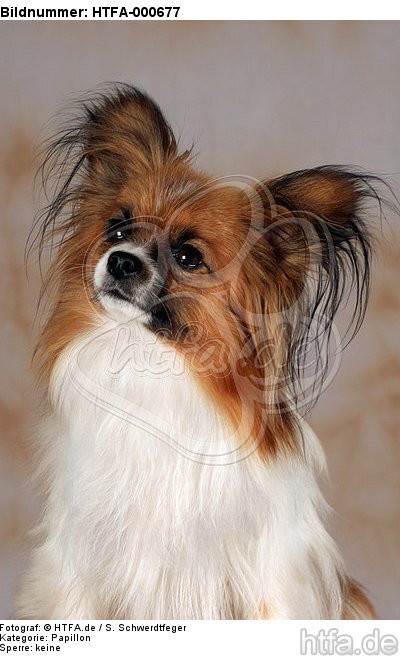 Papillon Portrait / HTFA-000677