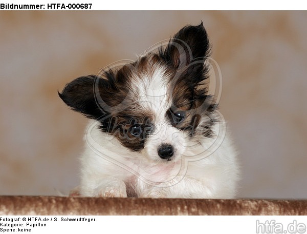 liegender Papillon Welpe / lying papillon puppy / HTFA-000687