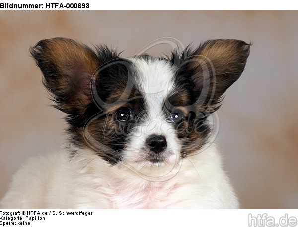 Papillon Welpe / papillon puppy / HTFA-000693