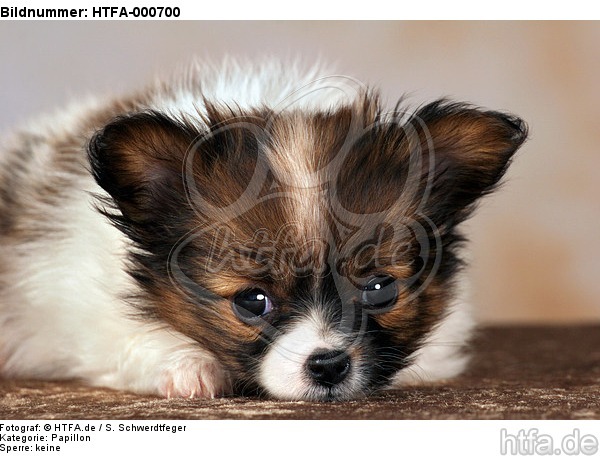 liegender Papillon Welpe / lying papillon puppy / HTFA-000700