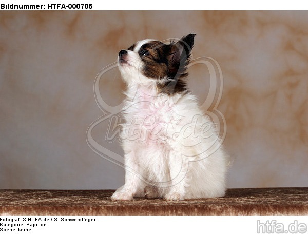 sitzender Papillon Welpe / sitting papillon puppy / HTFA-000705