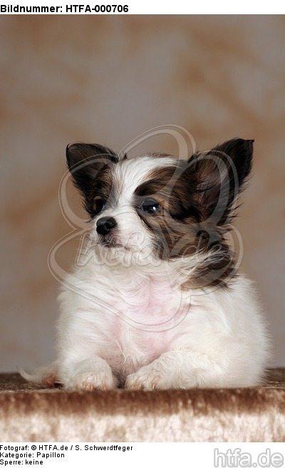 liegender Papillon Welpe / lying papillon puppy / HTFA-000706