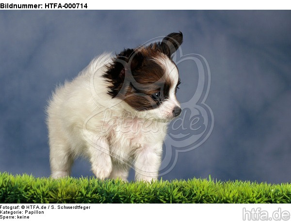 stehender Papillon Welpe / standing papillon puppy / HTFA-000714