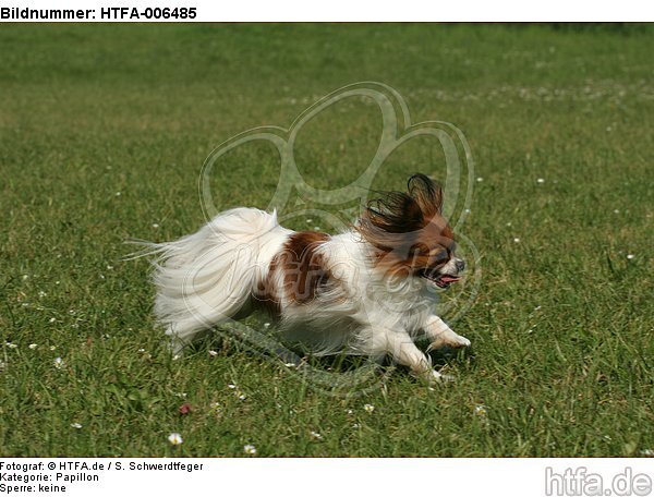 Papillon / HTFA-006485