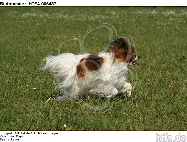 Papillon / HTFA-006487