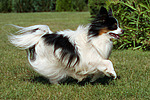 rennender Papillon / running Papillon