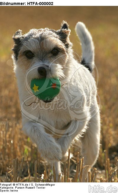 spielender Parson Russell Terrier / playing PRT / HTFA-000002