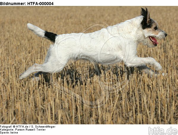springender Parson Russell Terrier / jumping PRT / HTFA-000004
