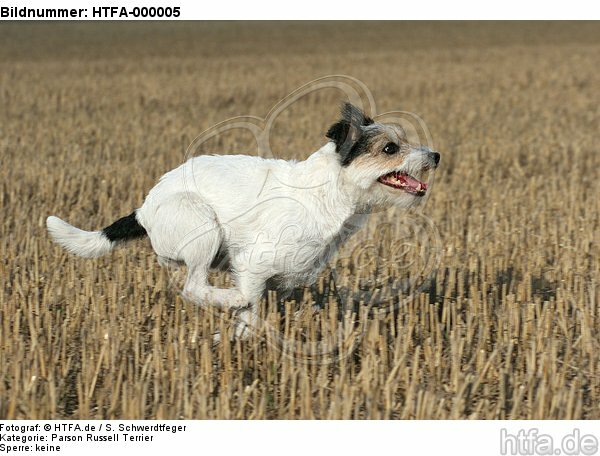 rennender Parson Russell Terrier / running PRT / HTFA-000005