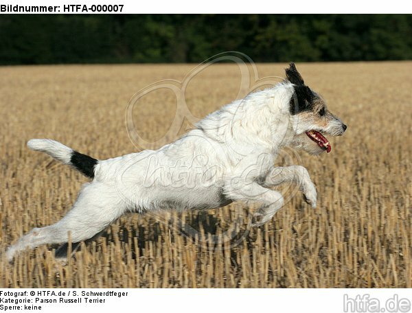 springender Parson Russell Terrier / jumping PRT / HTFA-000007