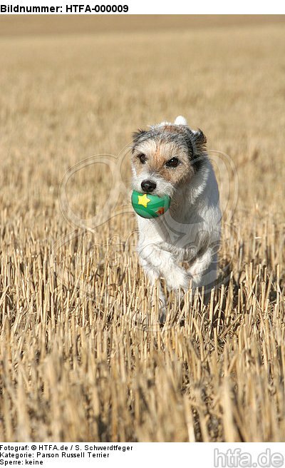 spielender Parson Russell Terrier / playing PRT / HTFA-000009