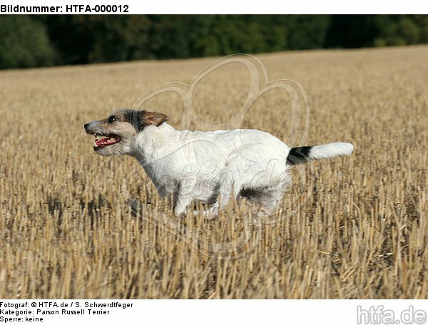 rennender Parson Russell Terrier / running PRT / HTFA-000012