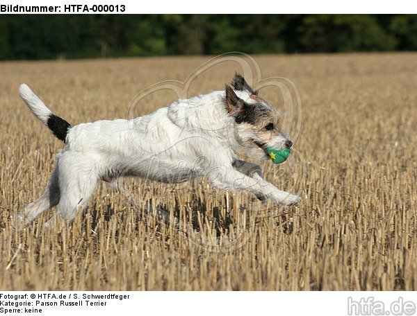 spielender Parson Russell Terrier / playing PRT / HTFA-000013