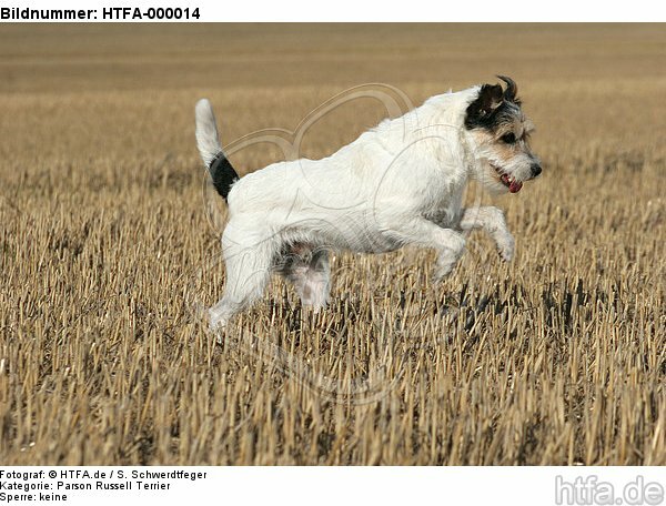 rennender Parson Russell Terrier / running PRT / HTFA-000014