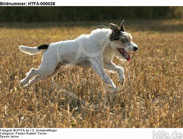 rennender Parson Russell Terrier / running PRT / HTFA-000028