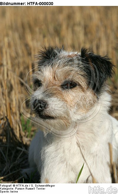 Parson Russell Terrier Portrait / HTFA-000030