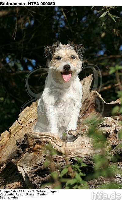 sitzender Parson Russell Terrier / sitting PRT / HTFA-000050