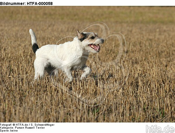 rennender Parson Russell Terrier / running PRT / HTFA-000058