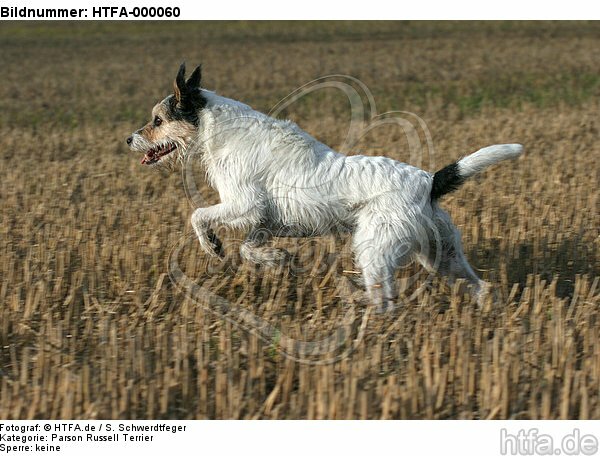 rennender Parson Russell Terrier / running PRT / HTFA-000060