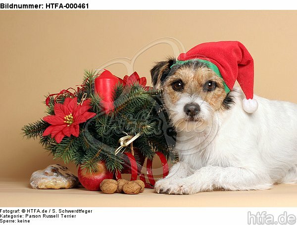 Parson Russell Terrier zu Weihnachten / PRT at christmas / HTFA-000461